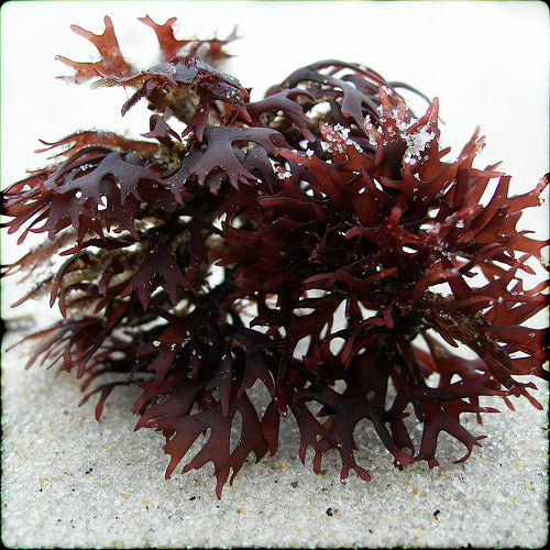SUPERIOR SEA MOSS
