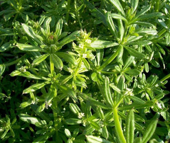 Cleavers