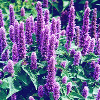 Hyssop