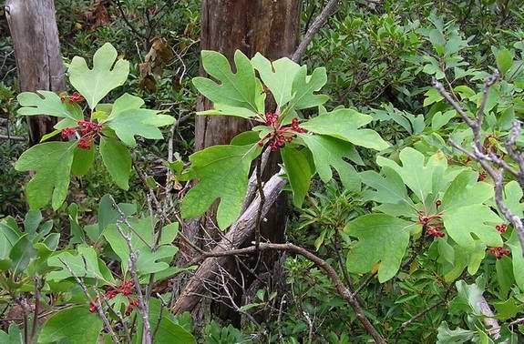 Sassafras