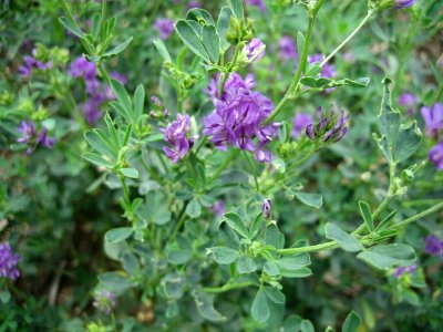 Alfalfa Seed