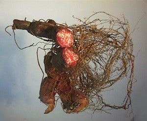 Blood Root