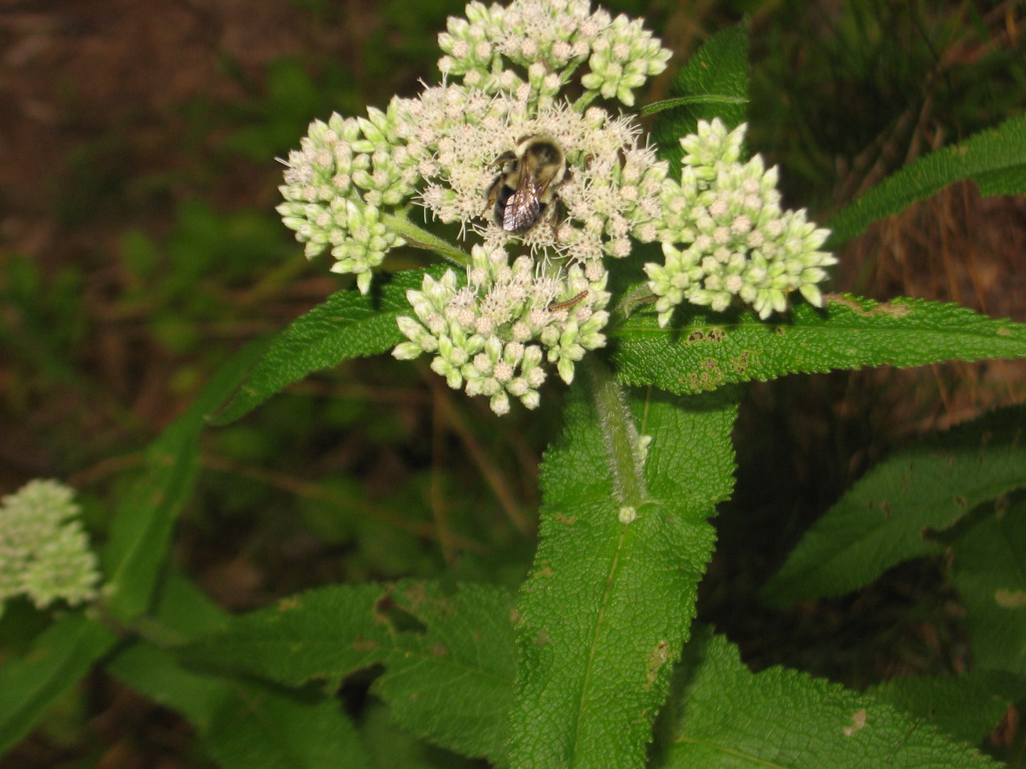 Boneset