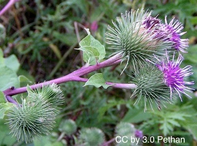 Burdock Root