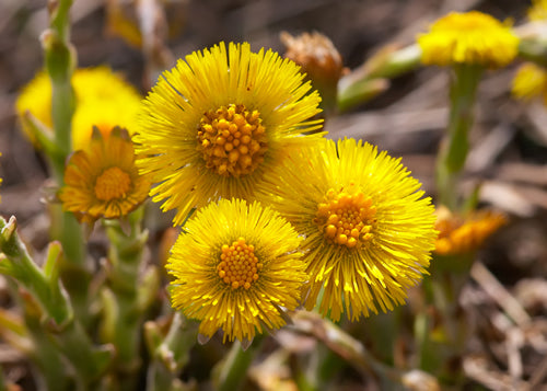 Coltsfoot