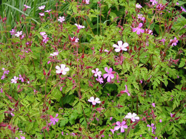 Geranium
