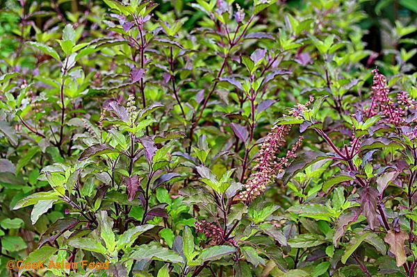 Tulsi (Holy Basil)