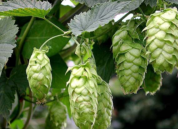 Hops