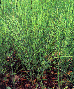 Horsetail
