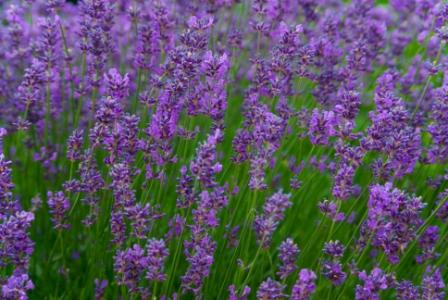 Lavender