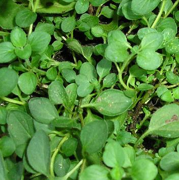 Marjoram
