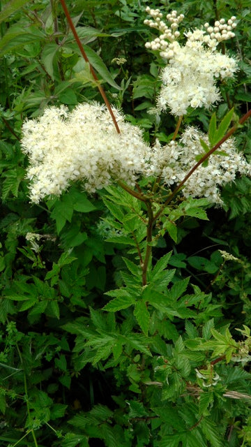 Meadowsweet