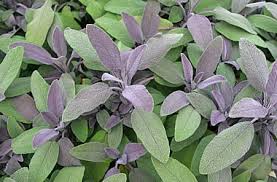 Sage