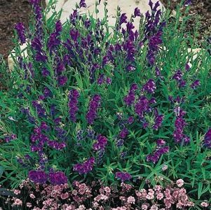 Skullcap