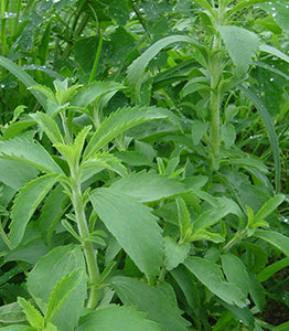 Stevia