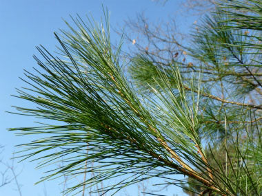 White Pine Needle